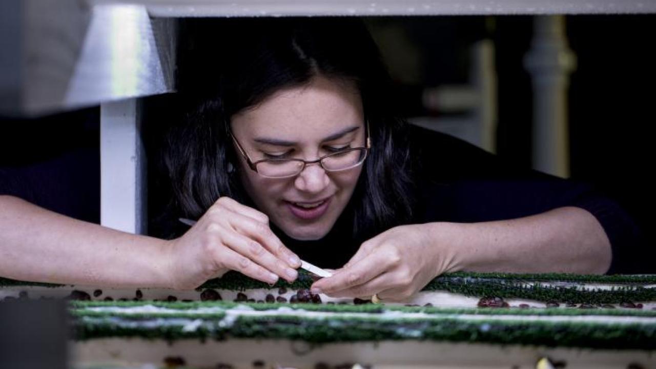 Kristin Aquilino, project manager for the white abalone program at Bodega Marine Laboratory, inspects year-old white abalone in 2017. (Joe Proudman / UC Davis)