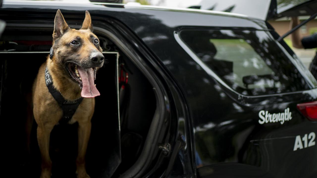 K9 Officer Aero is back on duty after UC Davis veterinarians treated a nearly fatal illness.