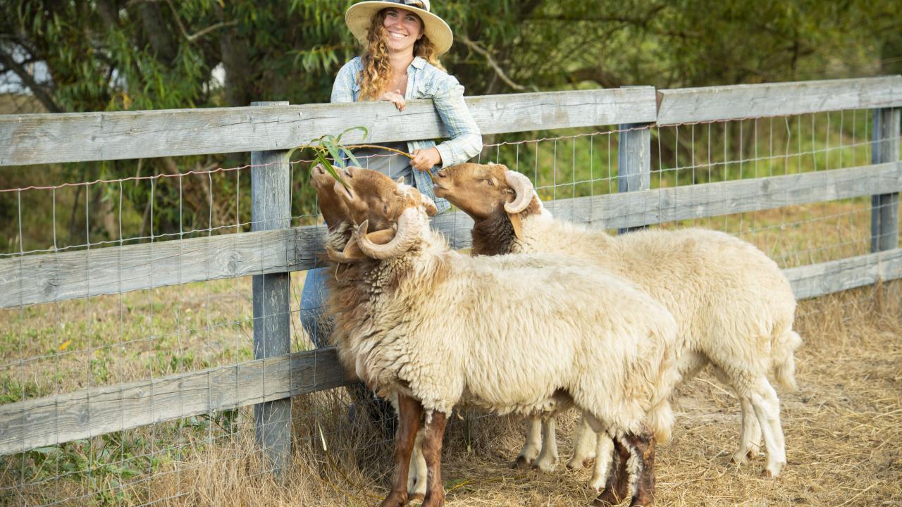Uc Davis Helps Family Farm Introduce New Breed Of Sheep To