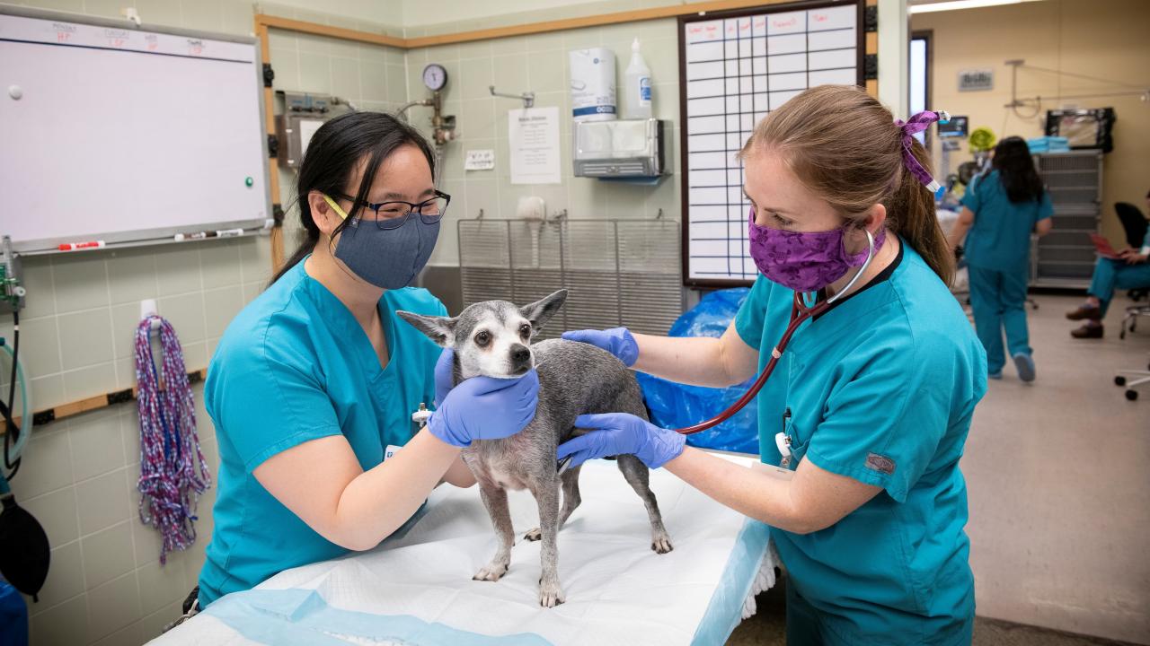 DVM student Melissa Hernandez, class of 2023, left, and Dr. Kate Farrell examine a dog in the UC Davis Emergency Room.