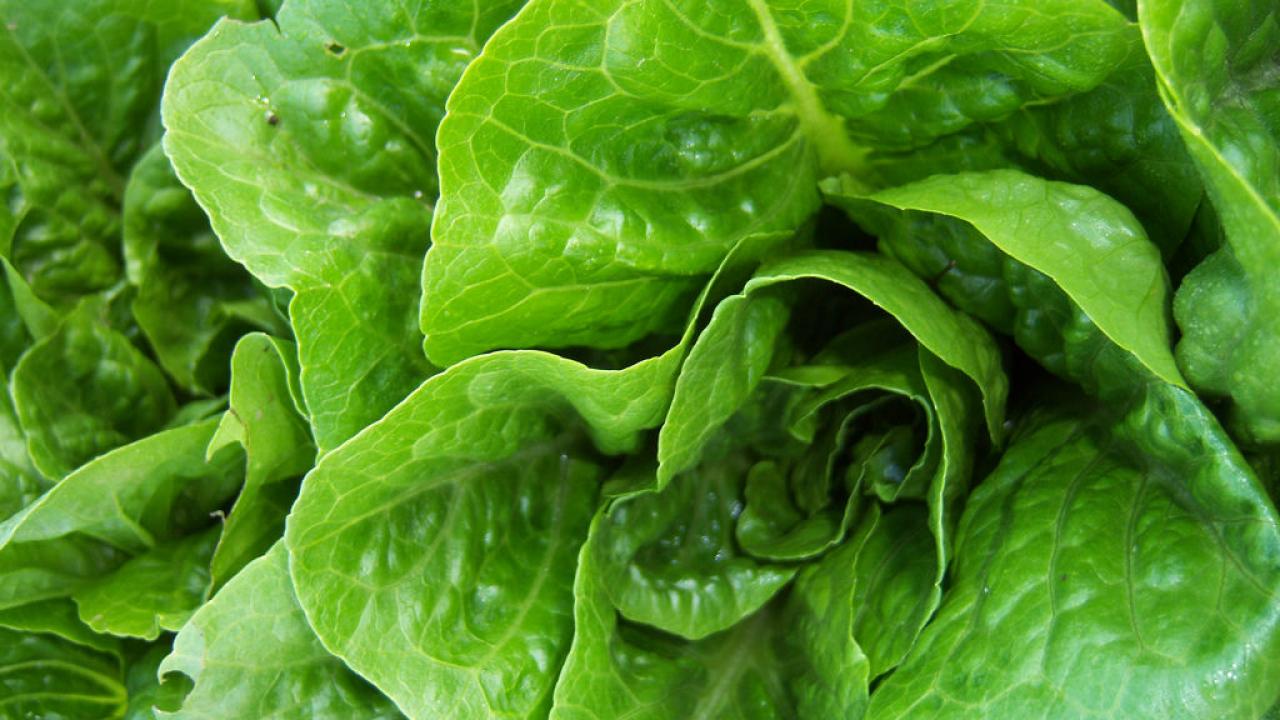 romaine lettuce romaine lettuce