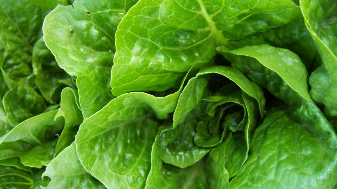 romaine lettuce