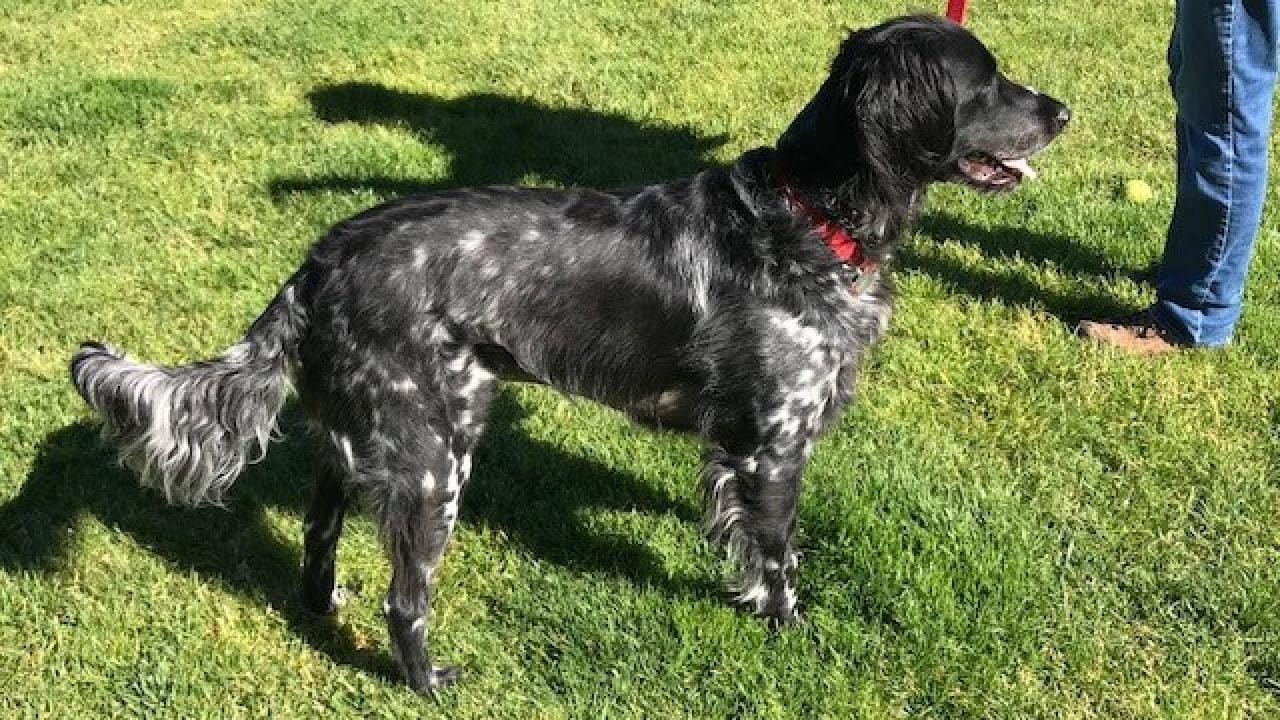 Max was treated for foxtails in his lungs at the UC Davis veterinary hospital during the COVID-19 pandemic.