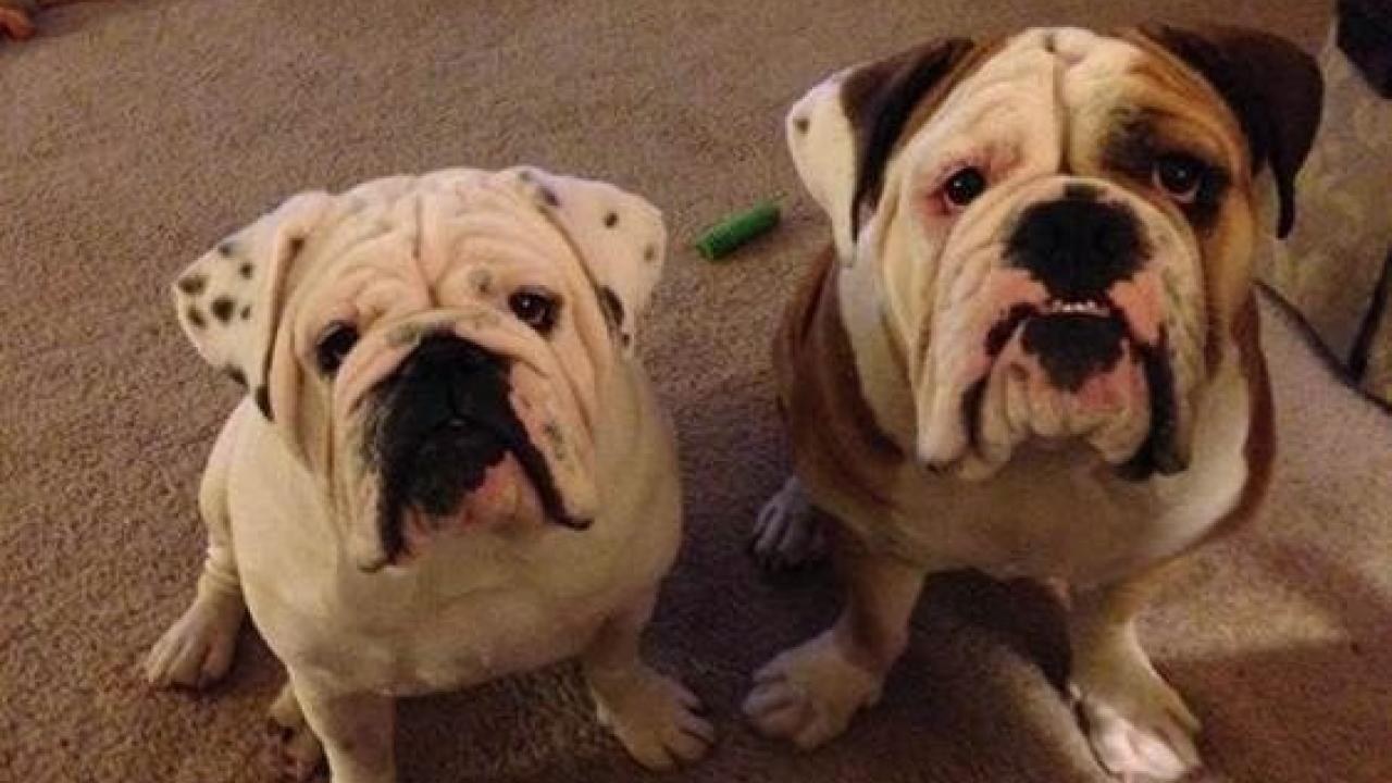 Henry Hudson, left, received chemotherapy at the UC Davis veterinary hospital. dog gets chemotherapy at UC Davis veterinary hospital