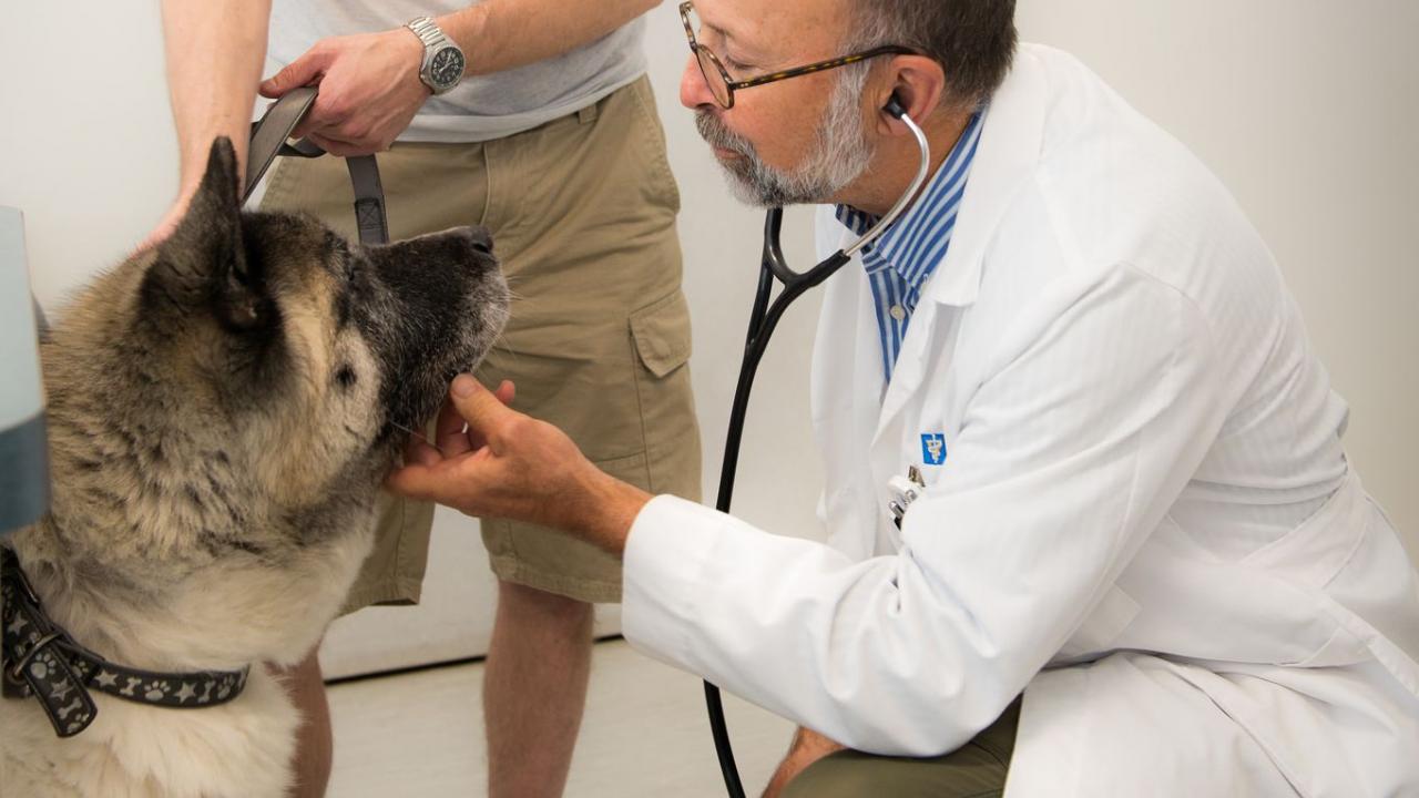 veterinarian examing dog