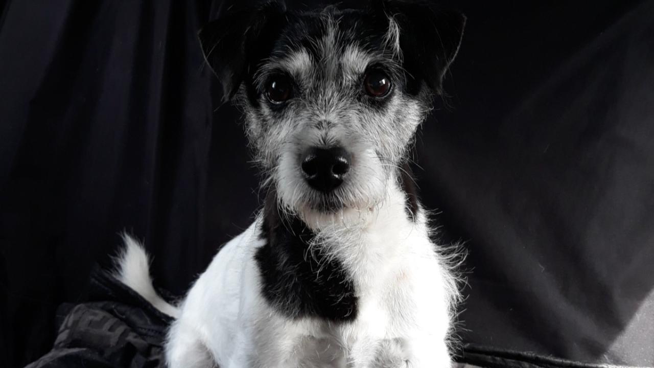 Whoudini continues to fight his cancer following radiation treatment at the UC Davis veterinary hospital. Whoudini continues to fight his cancer following radiation treatment at the UC Davis veterinary hospital.