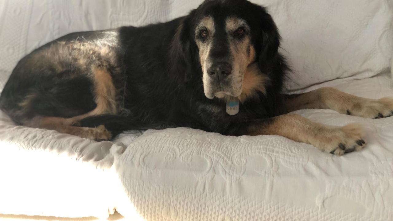 dog on couch