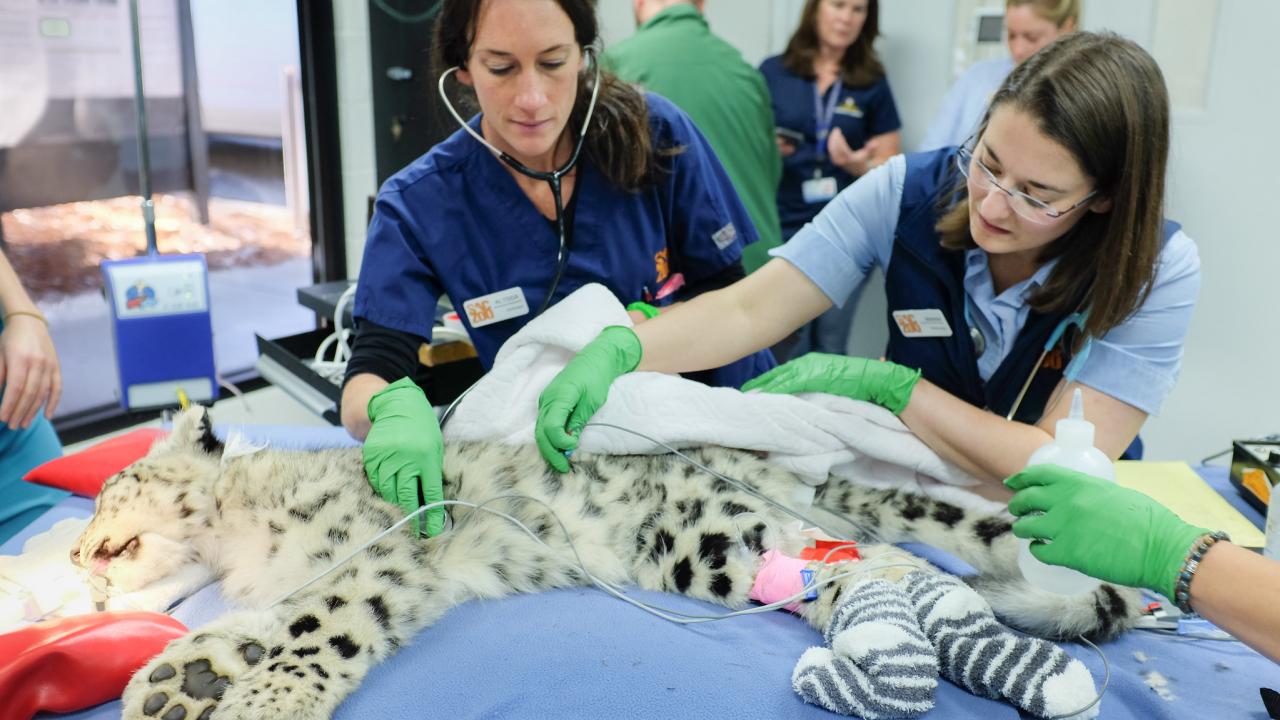 Dr. Jenessa Gjeltema on right examines a snow leopard at the Sacramento Zoo.