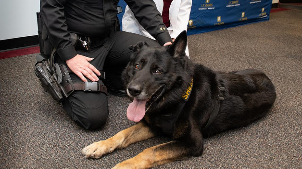 Members of the San Joaquin Sheriff's Department and K-9 Officer Haakon gather at the Center for Companion Animal Health at the UC Davis School of Veterinary Medicine to present a gift to the Faithful Partner fund.