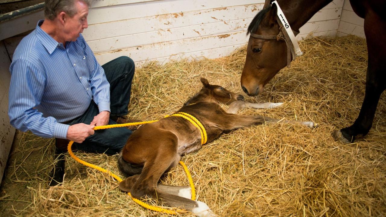 Dr. John Madigan performs the "Madigan Foal Squeeze Technique" on a newborn foal. Dr. John Madigan with a foal