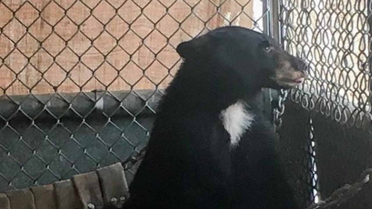 Carr Fire Bear