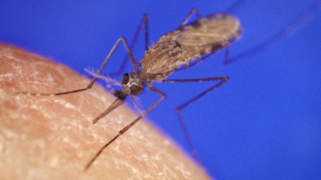 malaria mosquito