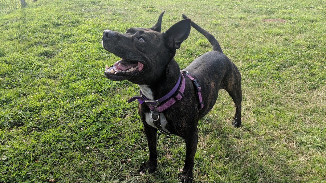 Arai, a 5-year-old female pit bull terrier