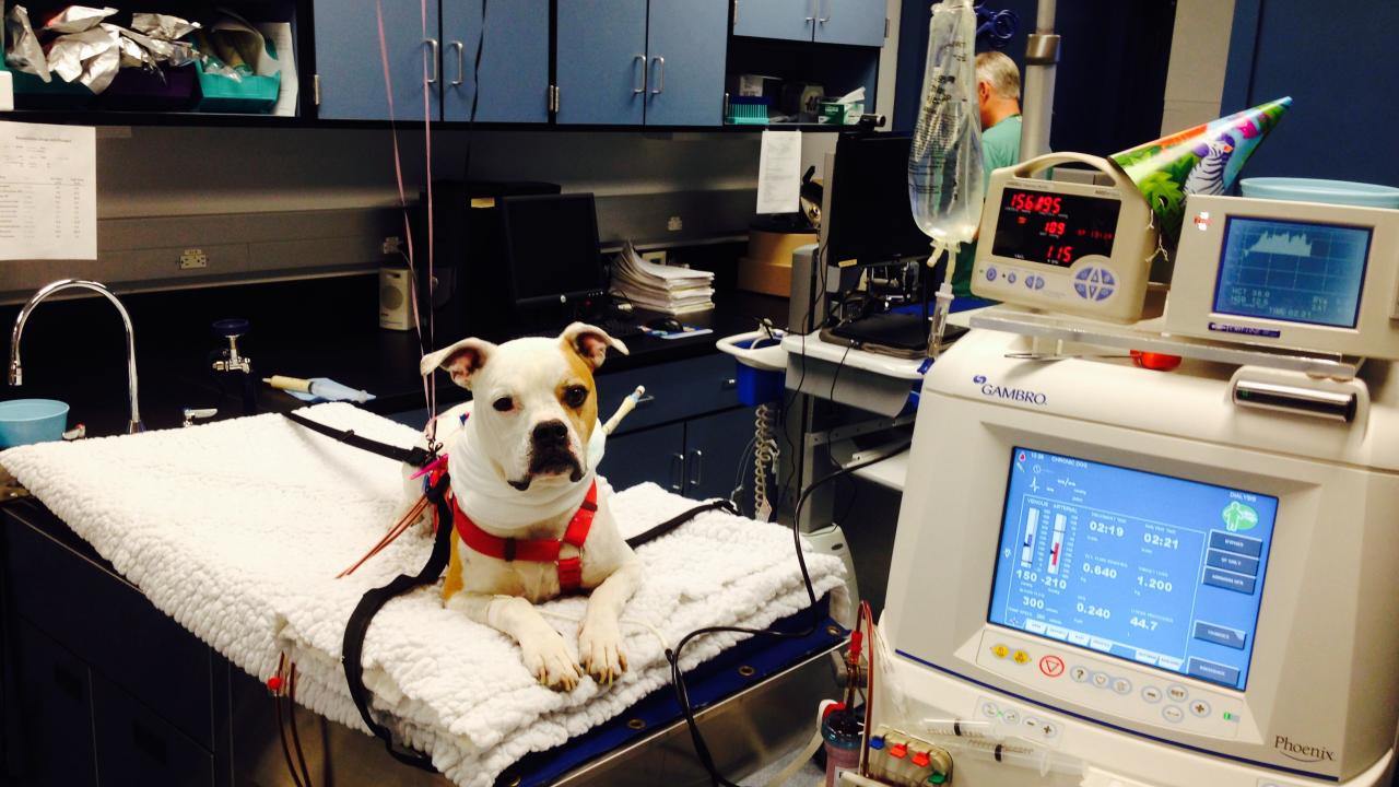 dog receiving hemodialysis treatment at UC Davis veterinary hospital