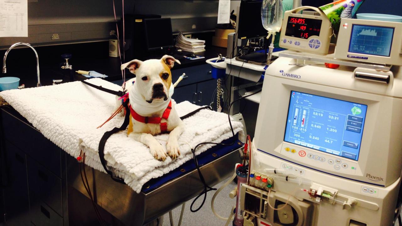 dog receiving hemodialysis treatment at UC Davis veterinary hospital