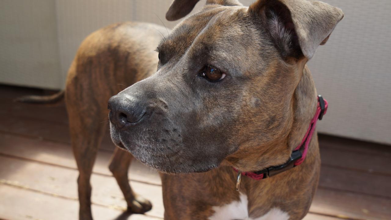 School Of Veterinary Medicine Blood Purification Process Saves Anemic Dog
