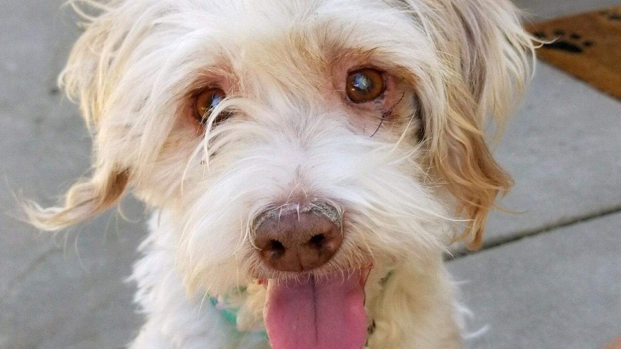 School Of Veterinary Medicine Anonymous Donor Pays For Shelter Dog S Cataract Surgery