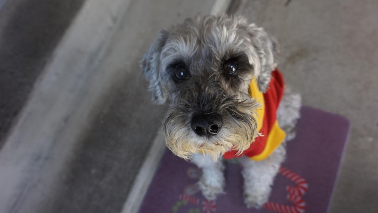 Bobby, a Schnauzer dog, had cataract surgery at UC Davis veterinary hospital