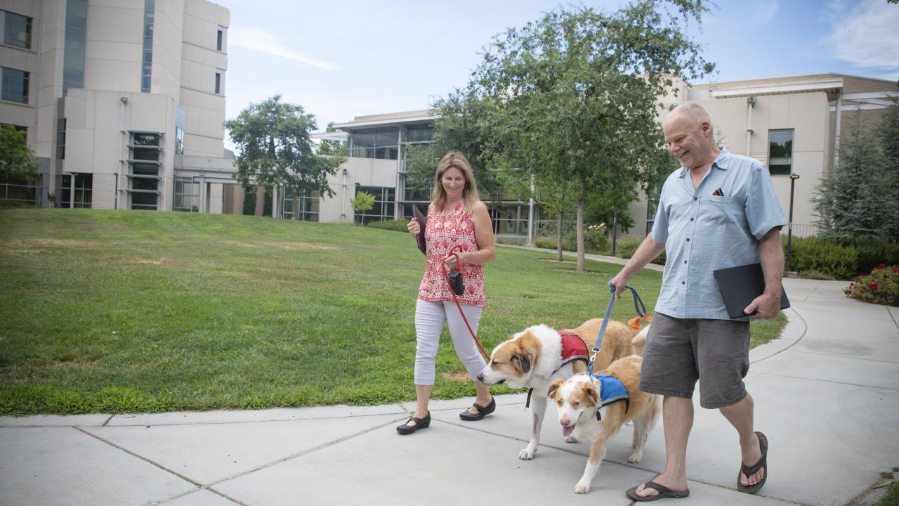 Two dogs walking with owners