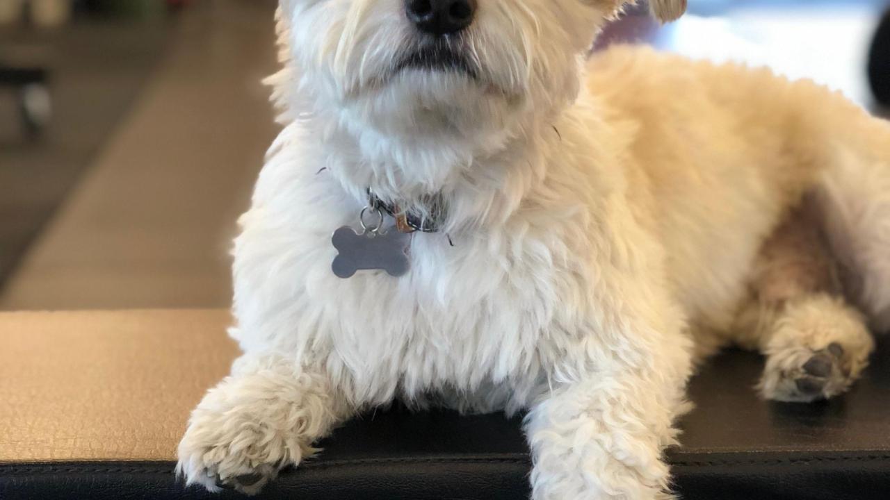 Charlie was saved by specialists at the UC Davis veterinary hospital after being attacked by a larger dog. Charlie was saved by specialists at the UC Davis veterinary hospital after being attacked by a larger dog.