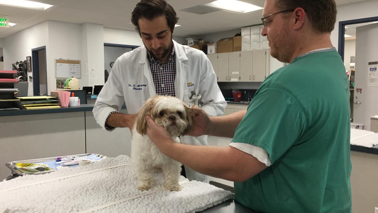 UC Davis veterinarians treat Cocoa for cancer
