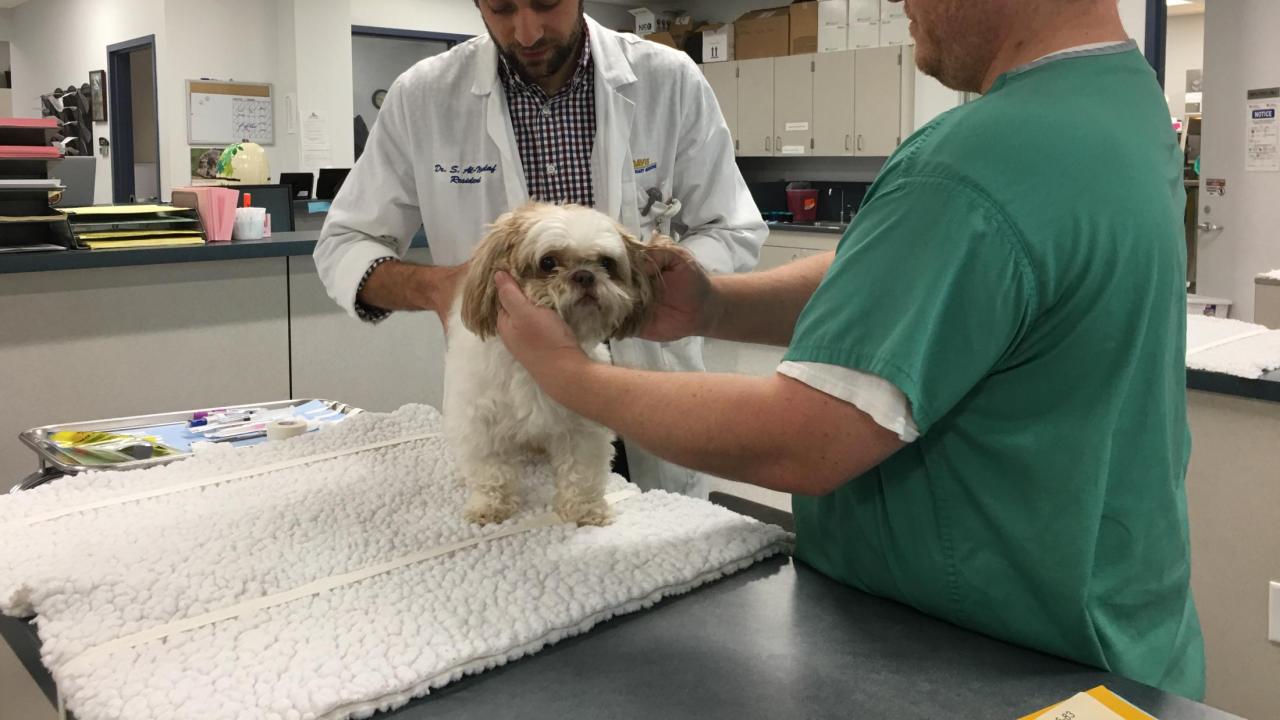 UC Davis veterinarians treat Cocoa for cancer