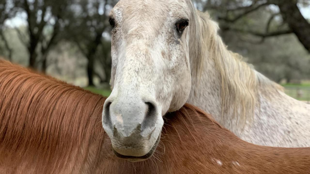 Cooper was treated by several specialty services at the UC Davis veterinary hospital. Cooper was treated by several specialty services at the UC Davis veterinary hospital.