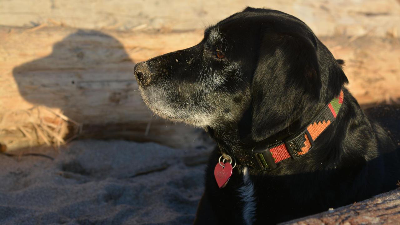 older dog on beach