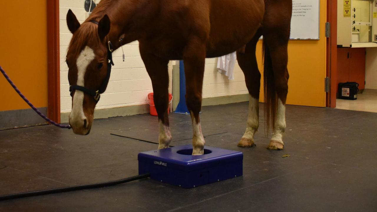 The initial standing PET prototype design enabled imaging of the hooves while the horse is under sedation, simplifying the process and facilitating the monitoring of changes over time. horse in standing PET scanner at UC Davis
