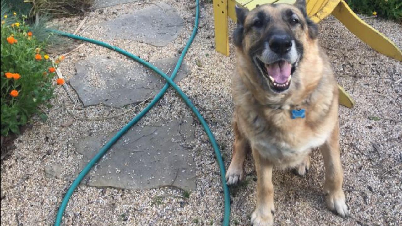 Thankfully, the mass on Dakota's kidney turned out to be a rare benign polyp. German shepherd treated at UC Davis veterinary hospital