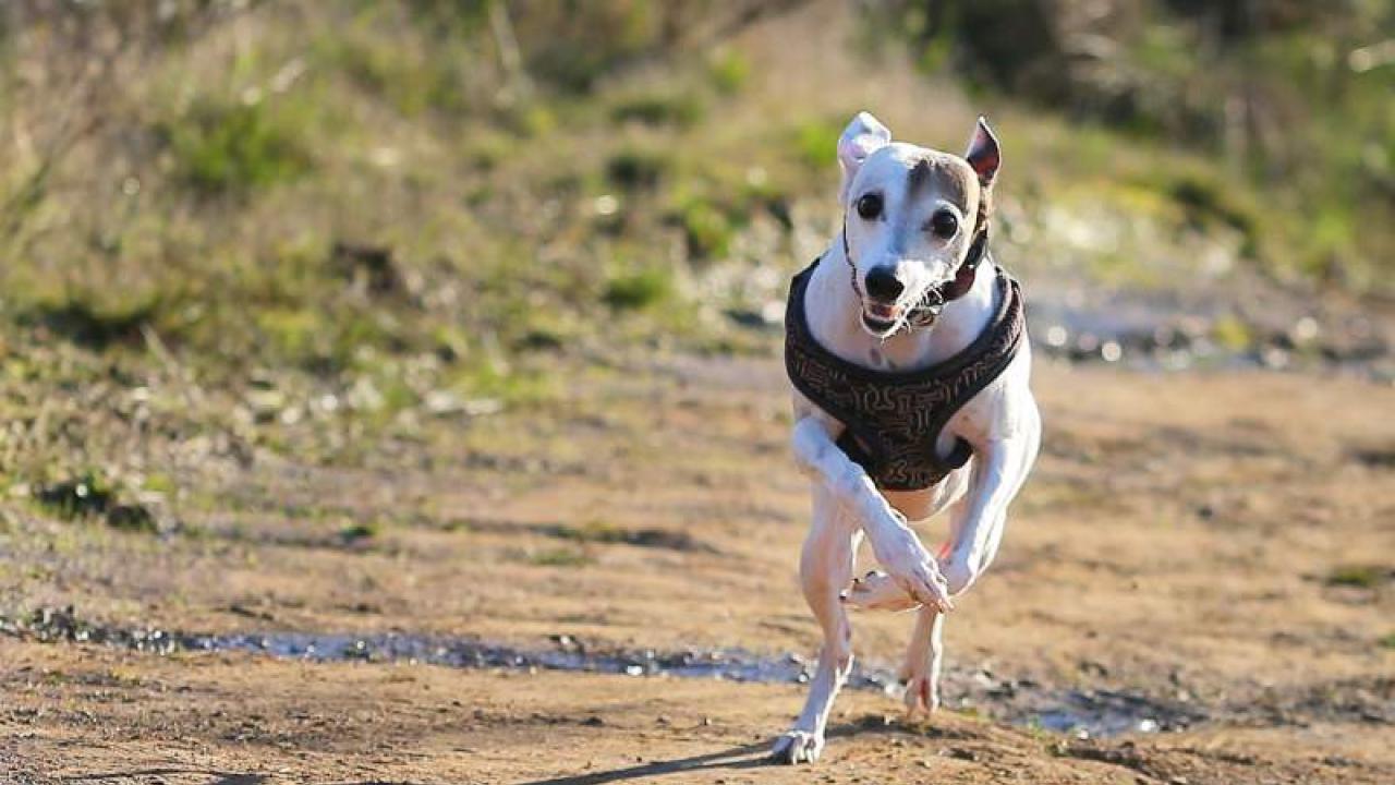 dog on a trail