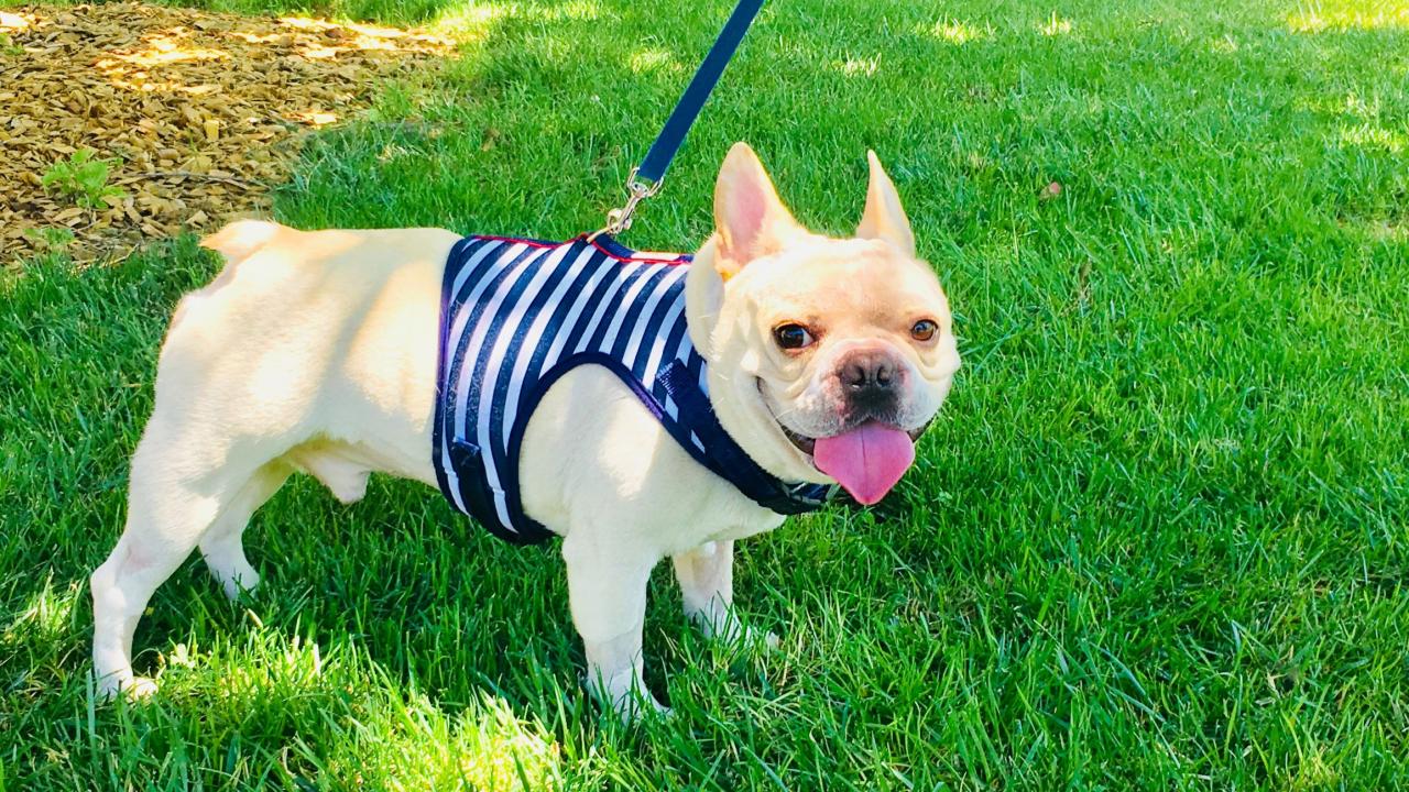 dog on leash in the grass