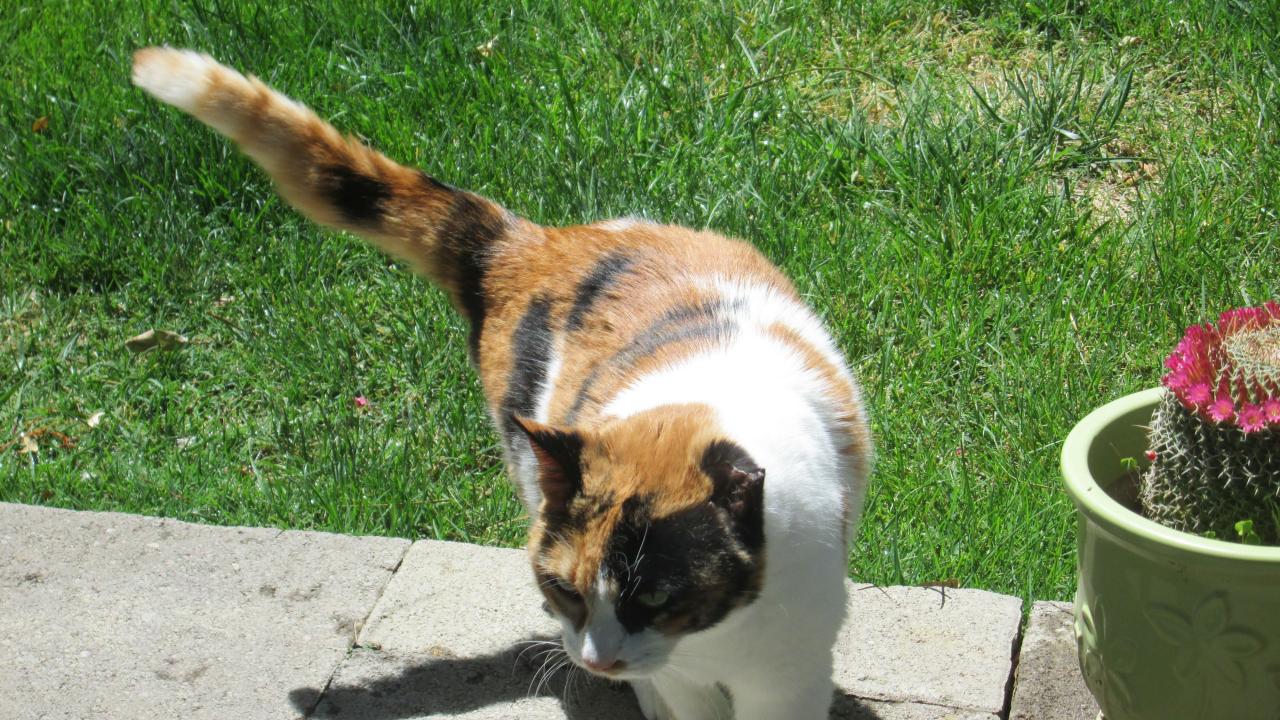 cat treated for cancer at UC Davis veterinary hospital