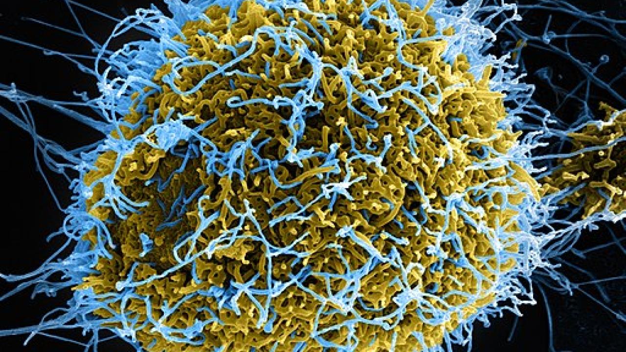 ebola virus