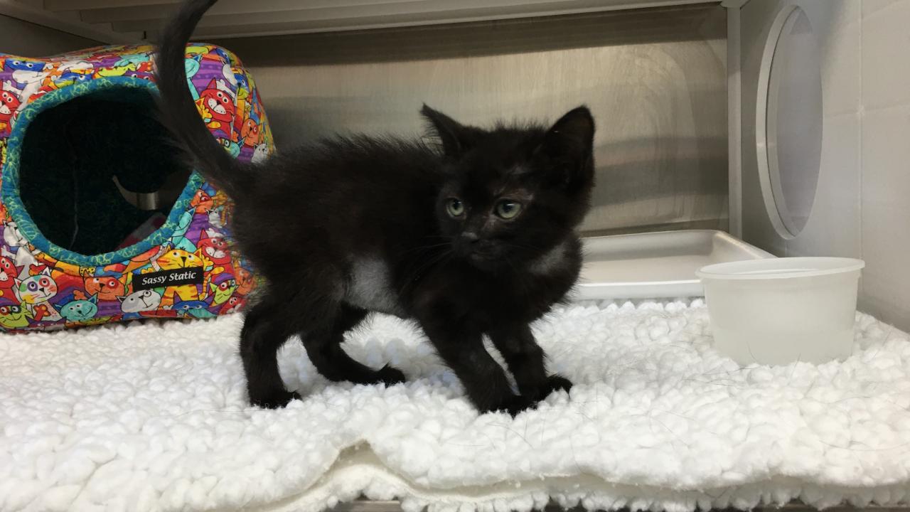 black kitten Emma at UC Davis veterinary hospital