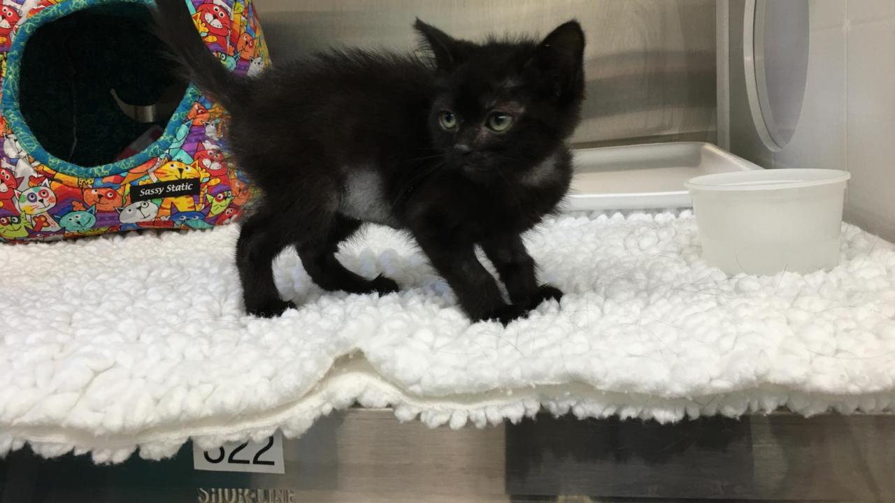 black kitten Emma at UC Davis veterinary hospital