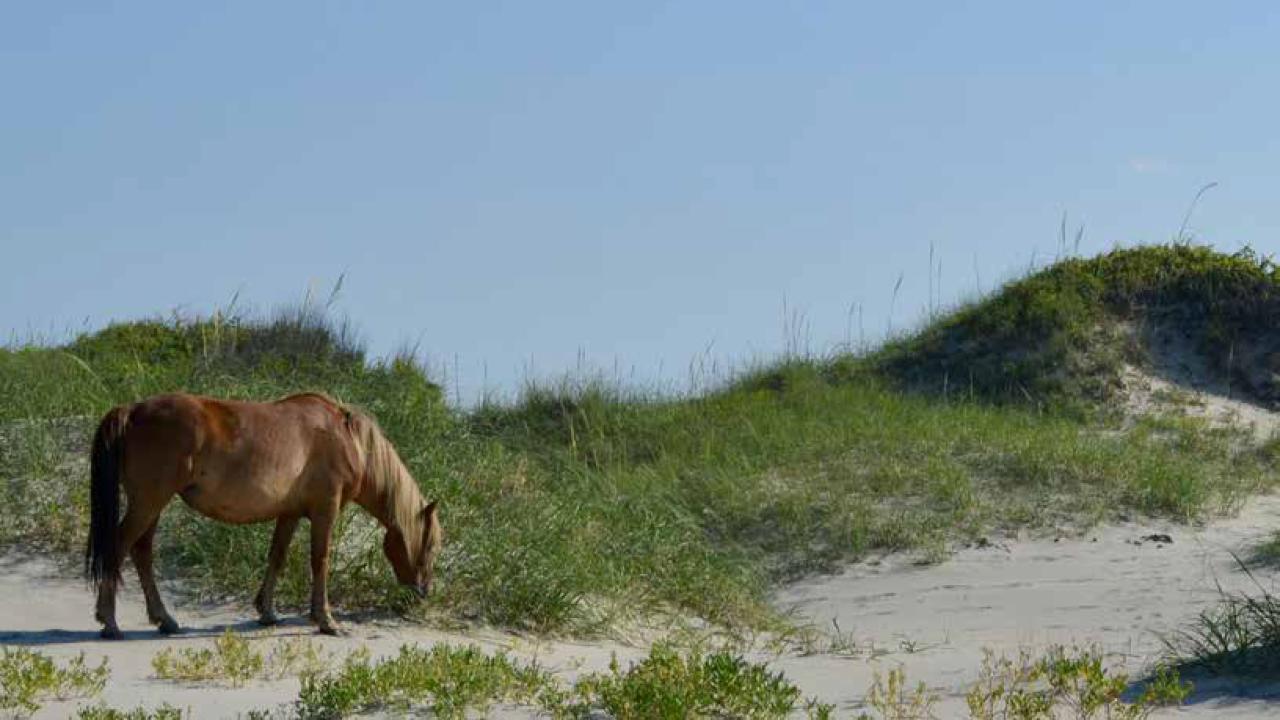 Sand accumulations in horses