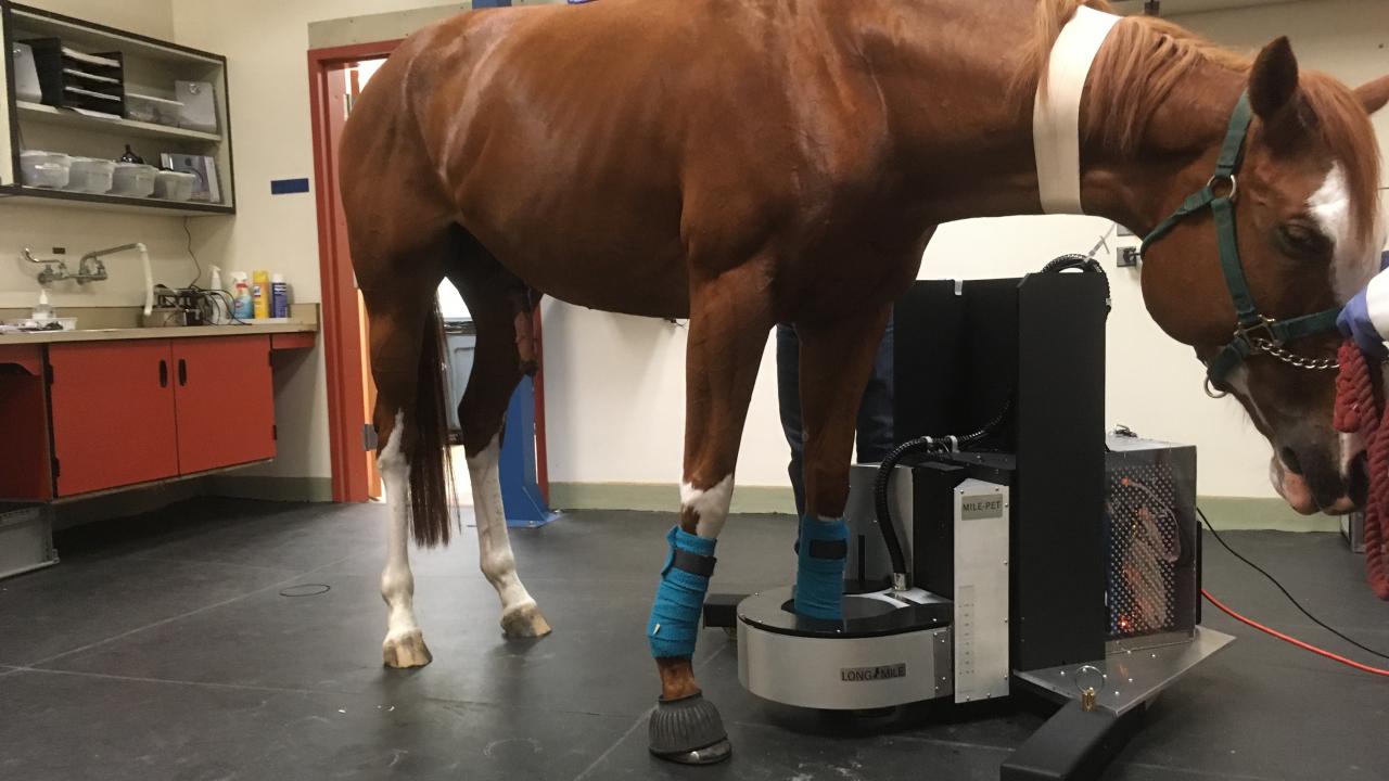 horse undergoing standing PET scan at UC Davis veterinary hospital