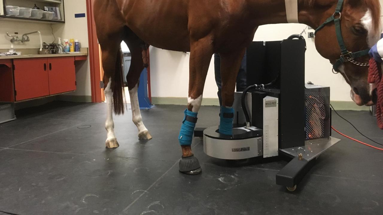 horse undergoing standing PET scan at UC Davis veterinary hospital