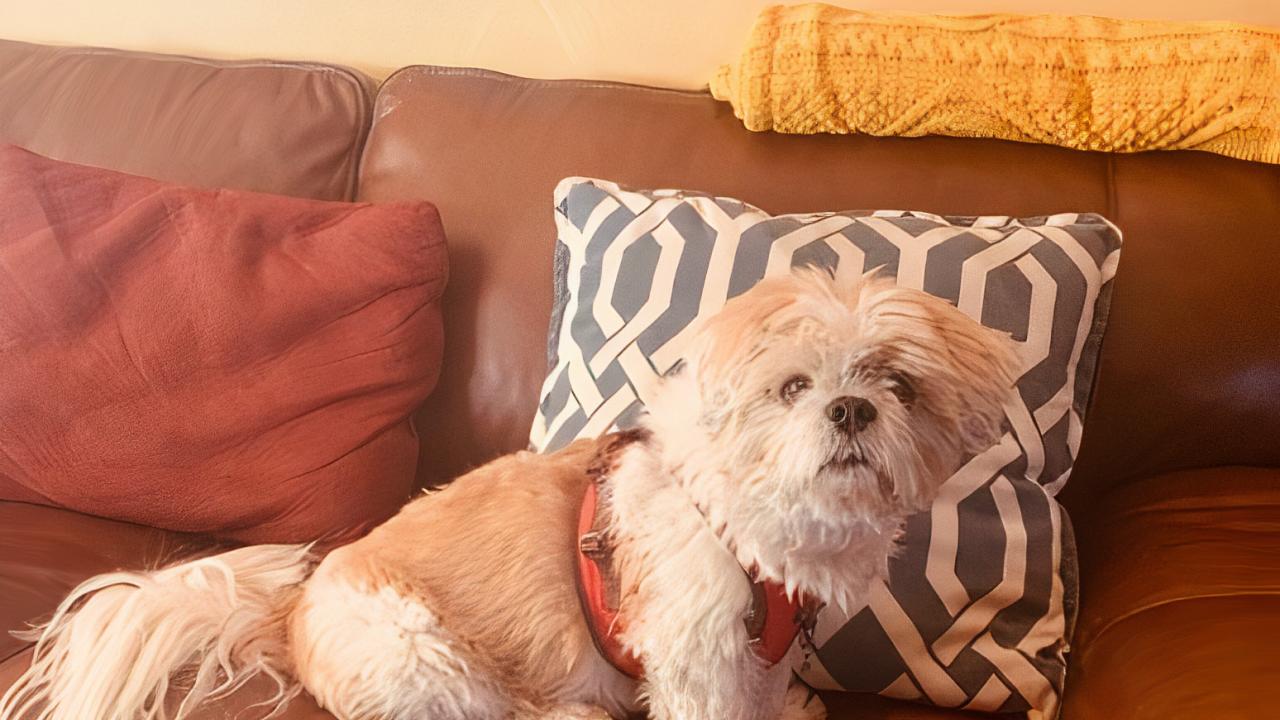 Coco, Haidee Stade’s companion and friend, was one of several dogs to touch her life and inspire her love of animals.