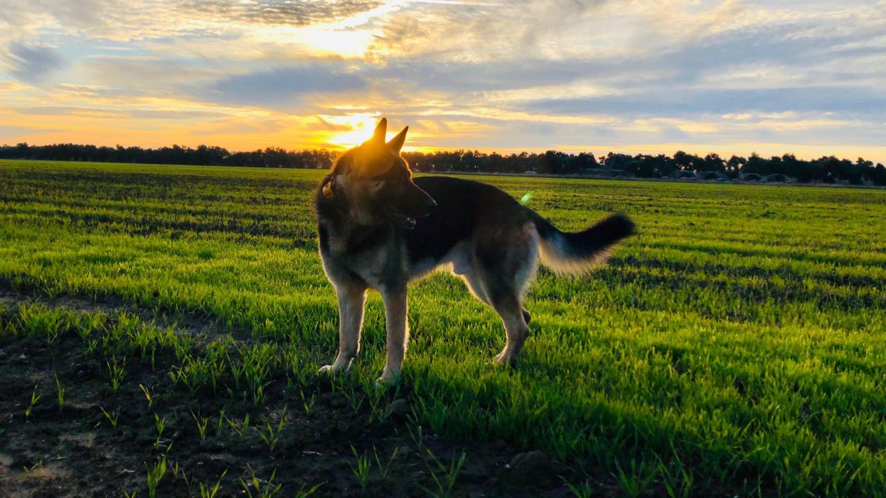 Regnar, a 4-year-old German shepherd belonging to UC Davis veterinarians Drs. Boaz Arzi and Natalia Vapniarsky Arzi, was able to donate blood at the UC Davis veterinary hospital during the COVID-19 pandemic.