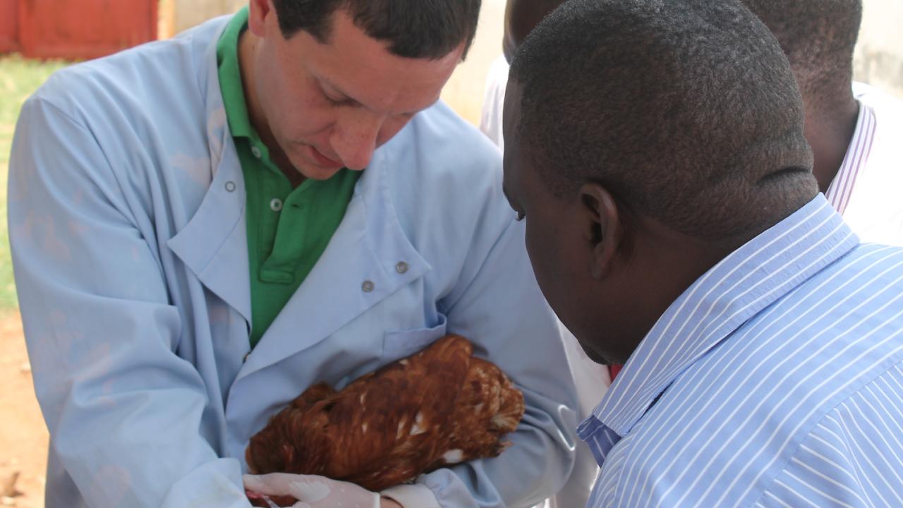 Dr. Rodrigo Gallardo working with poultry scientists and veterinarians in Tanzania. Dr. Gallardo vaccinates chicken