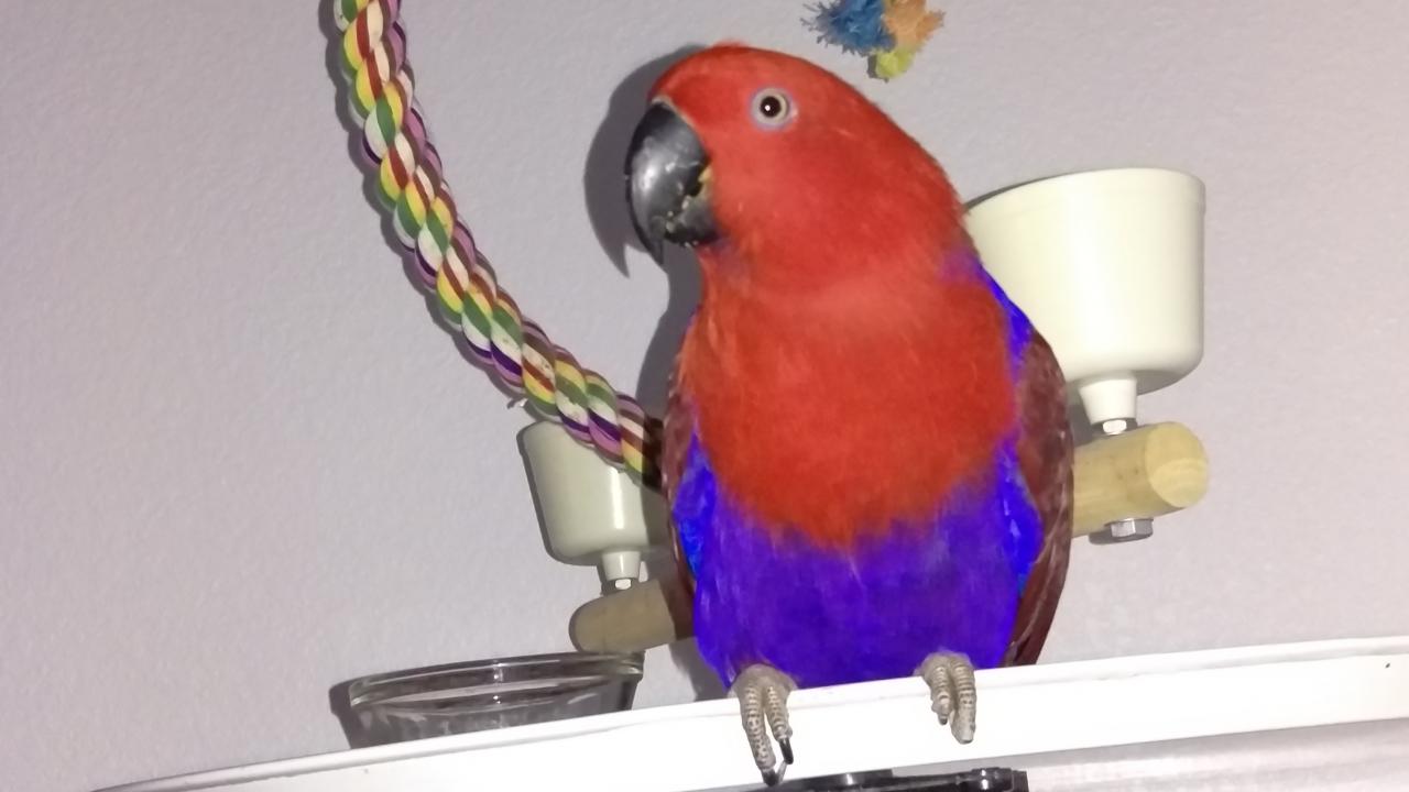 Eclectus parrot named Ginger treated for proventricular dilation at UC Davis veterinary hospital