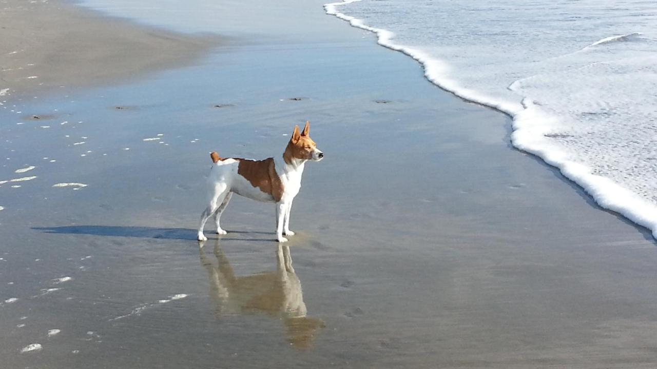 Goldie walked again after neurosurgery at the UC Davis veterinary hospital.