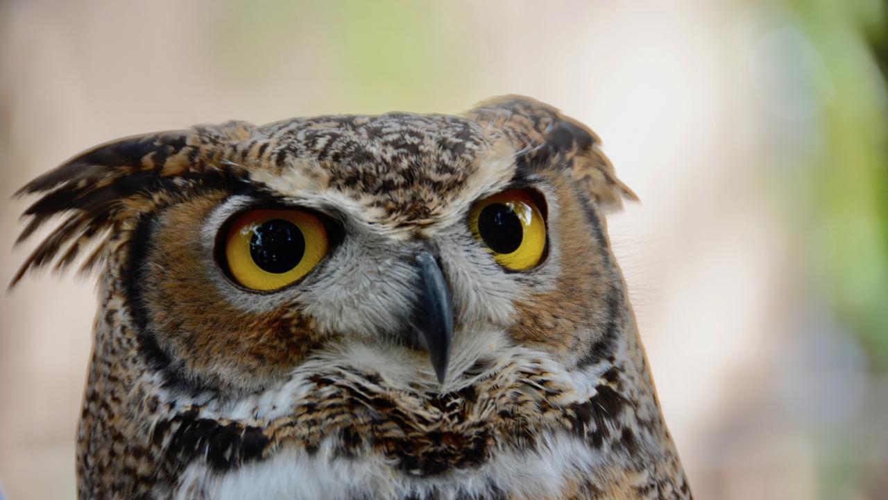 great horned owl