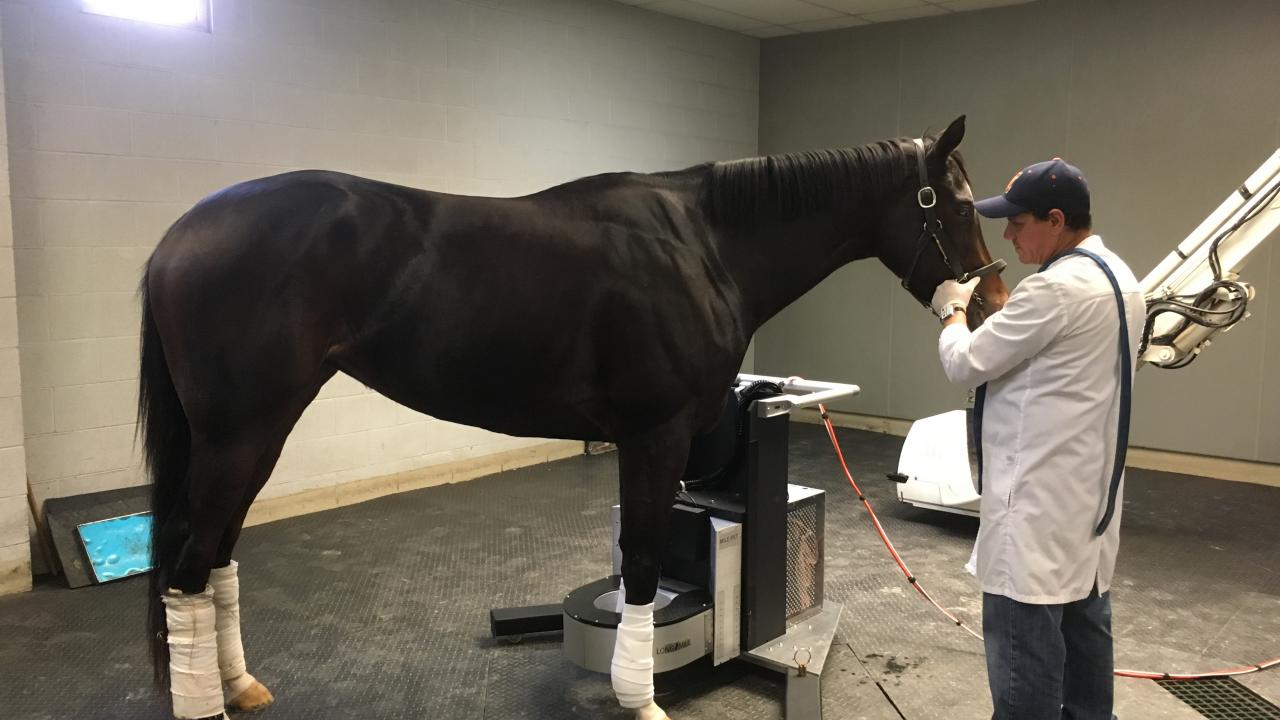 horse in standing PET scanner
