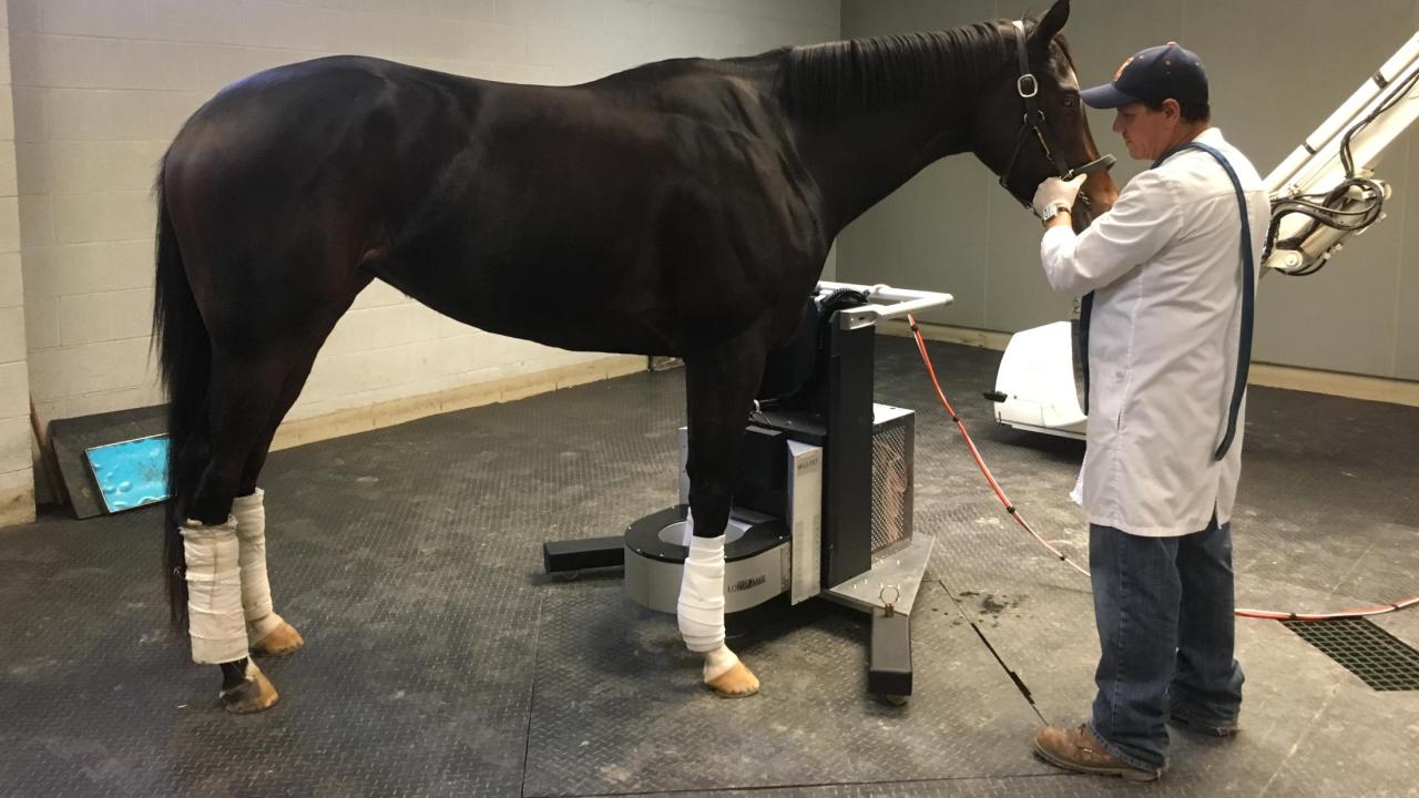 horse in standing PET scanner