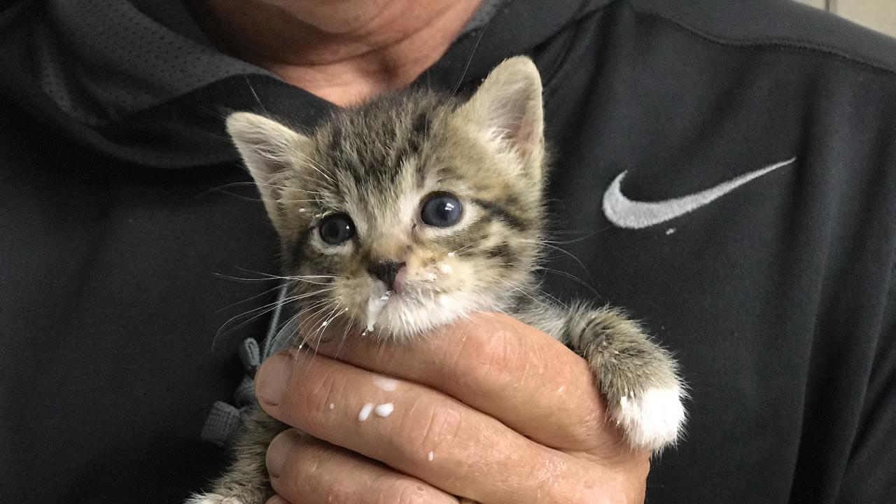 baby kitten with milk on face