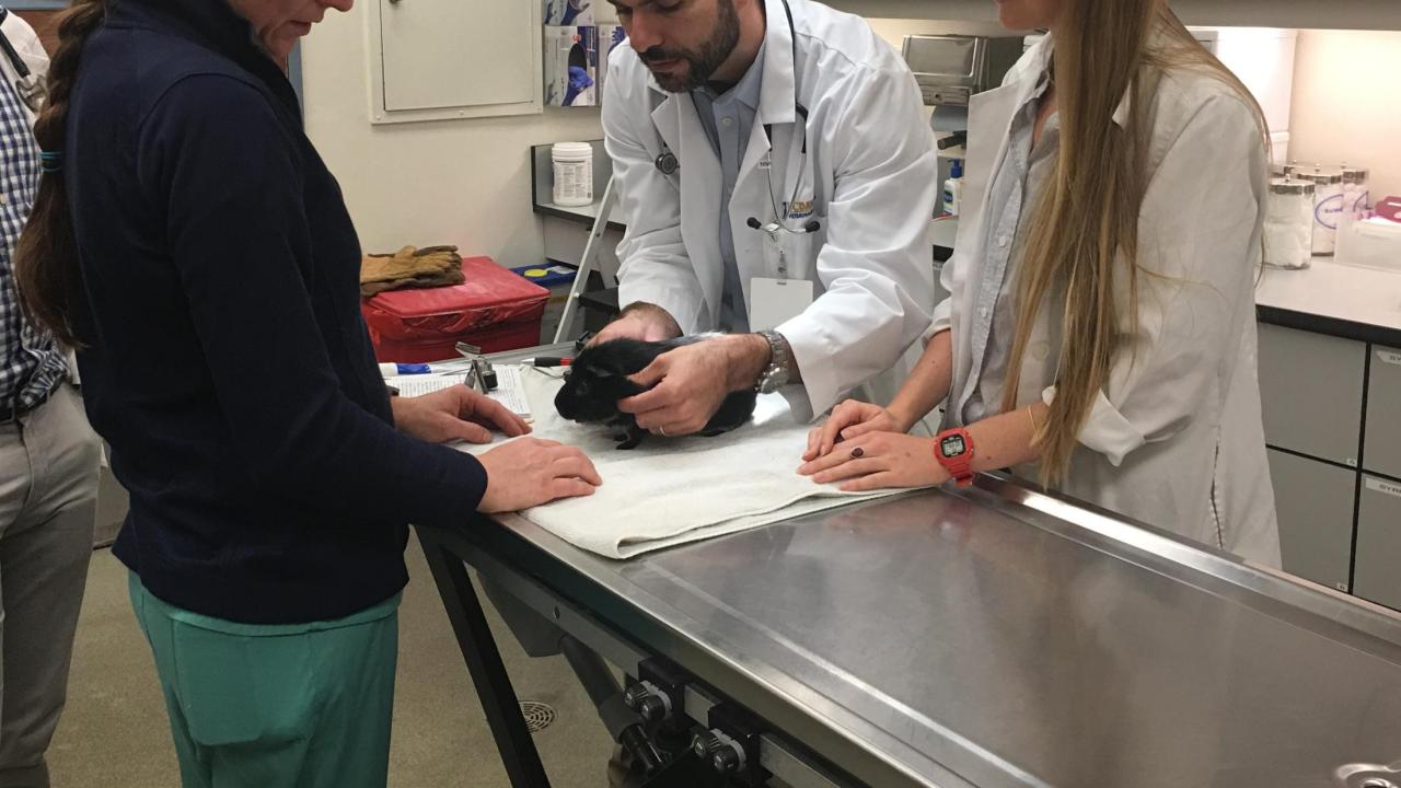 veterinary team examining animal
