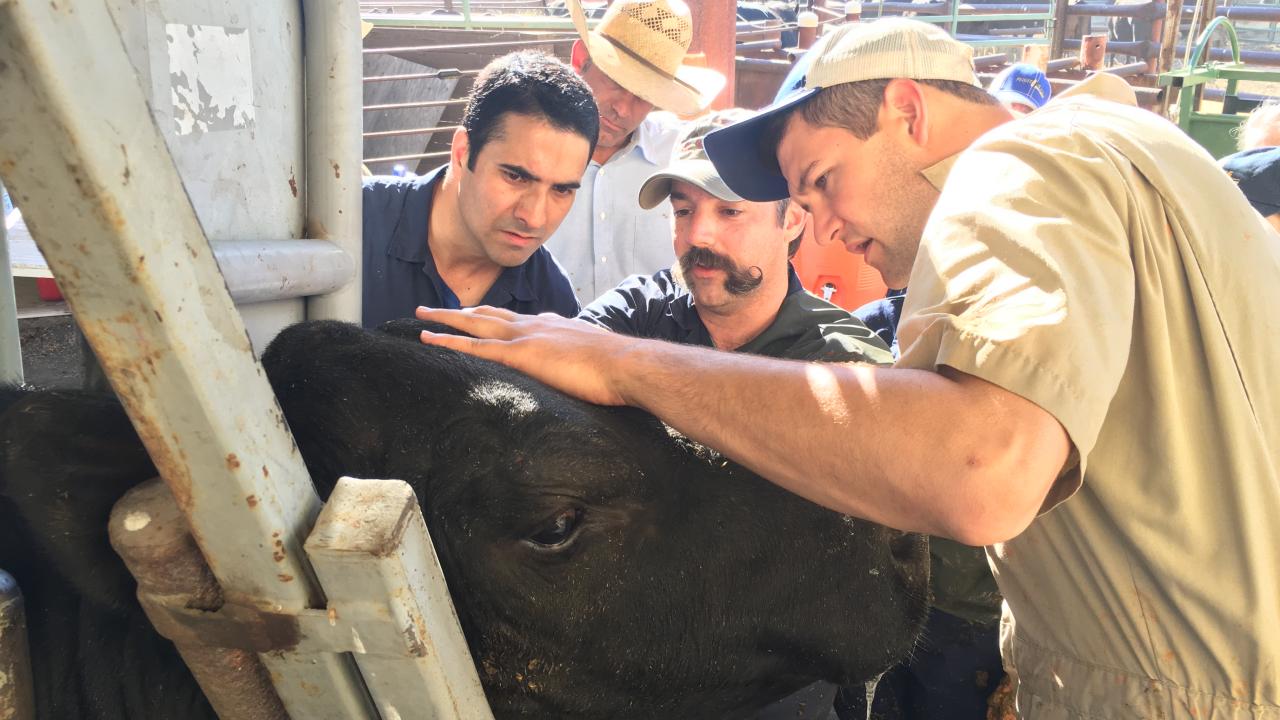 veterinarians and students examine cow